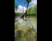 Brown dog on leash swim in lake