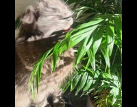 Pet cat eats leaves from the garden