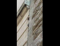 Bird in the nest at the wall of the houses in new york