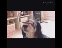 Dog food on nose steady owner sing prayer 