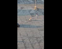 Woman dances rooftop parking lot at sunset