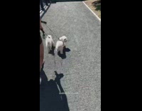 Girl black leggings crab pose colorful wall 