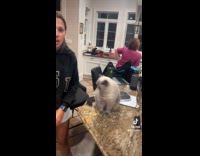 Collab Clips MPUGC - Woman does Coyote Peterson parody with cat 