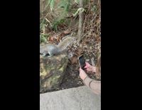 IITW - Girl takes pictures of squirrel