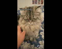 Grey fluffy cat before and after getting shaved haircut 