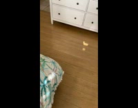 Toddler wears underwear on head 