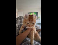 Cats folded ears licked by dog 