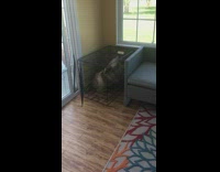 Dog inside cage struggle to get bread