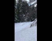Corgi braving the deep snow