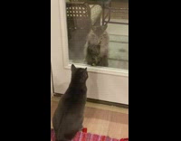 Black cat meows at other cat outside house 