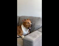 Collab BitchMP - Dog laying on couch looking out window with mouth open