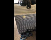 Dog catch thrown rope then drops it