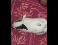 Black white bunny rabbit on red rug 