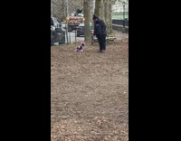 White dog dyed pink wearing black sweatsuit 