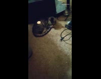 Dog steals treat off cat runs away 