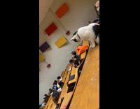 Cat sits in college lecture hall 