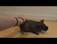 Person pet hairless guinea pig purr sounds