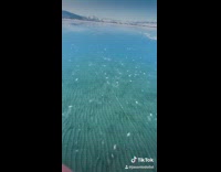 Collab BitchMP - Frozen lake crack dog 