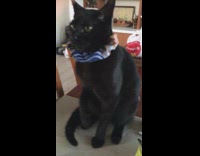 Black cat wears blue scrunchie around neck 