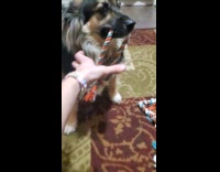Submitter playing tug of war with dog 