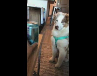 Dog gets startled by blue can noise 