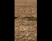 Bird tries to eat donut on ground