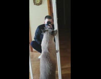 Grey Cat Scratches Mirror 