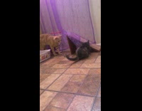 Orange cat grey kitten play purple curtain 