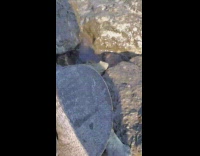Large turtle tortoise walks across rocks water