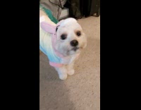 Dog wearing bunny onesie 