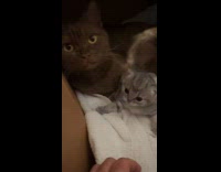 Collab PLC - Gray kitten lie down with mommy cat