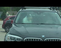 Dog inside car with very long snot
