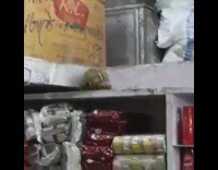 Two house rats fight on the food stock