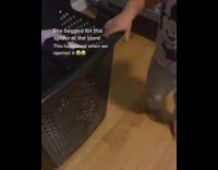 Little girl screams runs away fake spider 