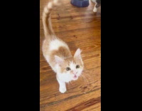 Kitten copies dogs bark tone when meowing