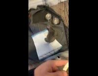 Collab BitchMP - Well trained baby Pitbull dog knows to wait