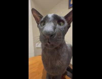 Cat Stares at Camera then Turns Away