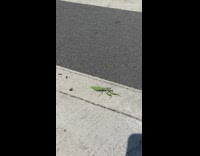 Grasshopper walks along the street in morning at NY 