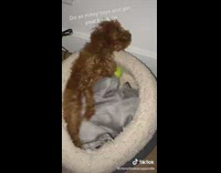 Dog humps blanket on bed