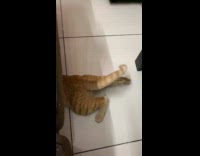 Collab PLC - Cat reaching for toys underneath sofa