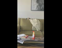 Brown white dog peeks out behind couch
