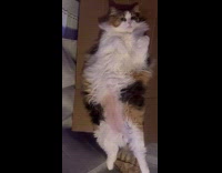 Fat cat lay on back on box