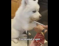 Collab Pets For All - White fluffy dog gets paws cleaned with red towel