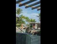 Girl walk slowly tip toe swimming pool