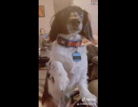 White black dog Slinky likes attention, shakes paw