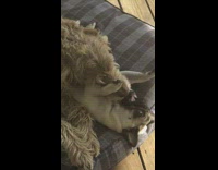 Brown dog lays on top of pug