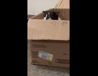 Cat sitting inside the box