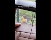 Girl sees two loose brown chickens outside