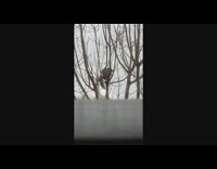 Two squirrel climbs on the branch of a tree