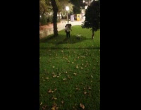 Dog gets excited runs around the yard